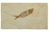 Bargain, Detailed Fossil Fish (Knightia) - Wyoming #340790-1